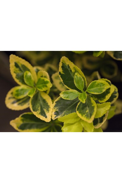 Бруслина японська Ауреус опис